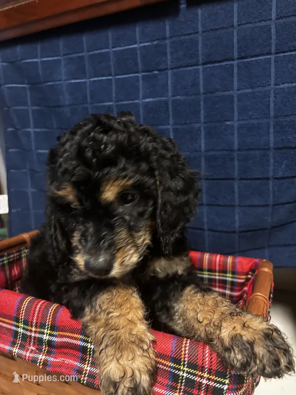 Patch – Goldendoodle puppy for sale in Warner Robins, GA