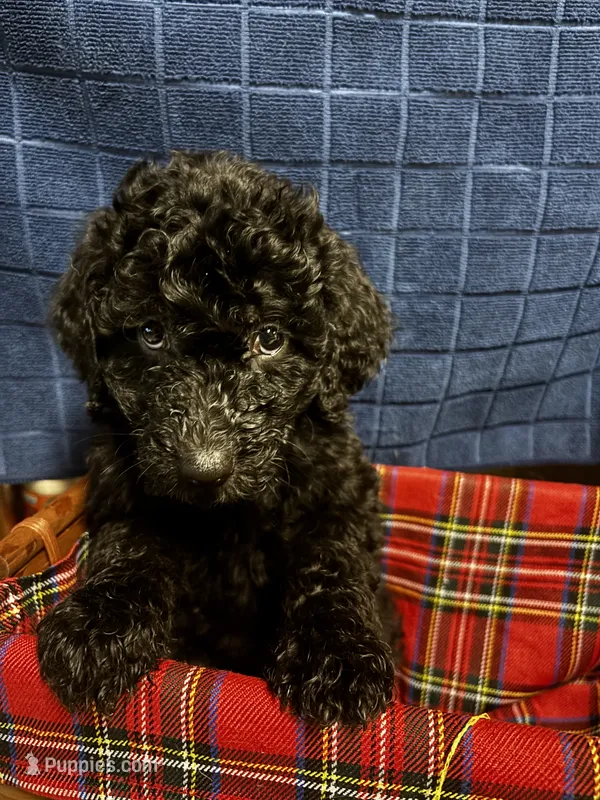 Ruth – Goldendoodle puppy for sale in Warner Robins, GA