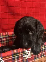 Baby, a female Goldendoodle for sale in Warner Robins, GA – 2 of 3