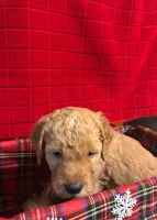 Duke, a male Goldendoodle for sale in Warner Robins, GA – 3 of 3