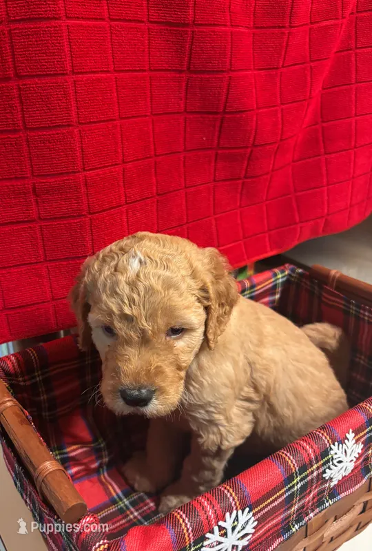 Duke – Goldendoodle puppy for sale in Warner Robins, GA
