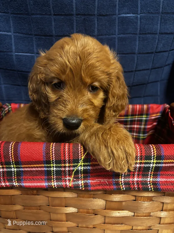 Kate – Goldendoodle puppy for sale in Warner Robins, GA