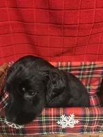 Baby, a female Goldendoodle for sale in Warner Robins, GA – 1 of 3