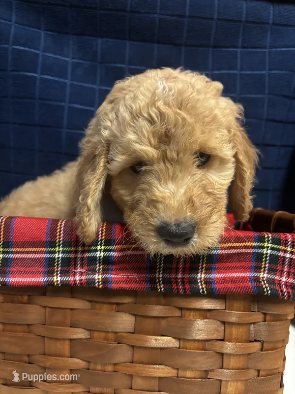 Duke – Goldendoodle puppy for sale in Warner Robins, GA