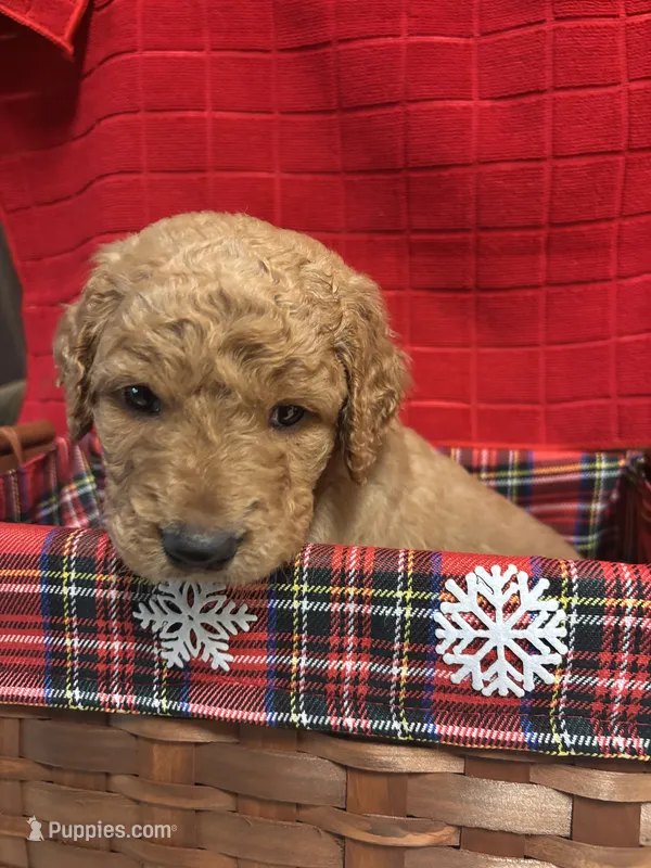 Rex – Goldendoodle puppy for sale in Warner Robins, GA