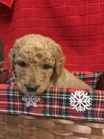 Rex, a male Goldendoodle for sale in Warner Robins, GA – 1 of 3