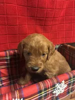 Kate, a female Goldendoodle for sale in Warner Robins, GA – 2 of 3