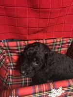 Ruth, a female Goldendoodle for sale in Warner Robins, GA – 3 of 3