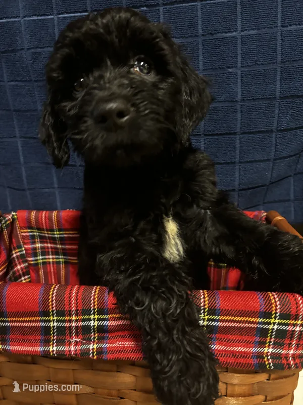 Jazz – Goldendoodle puppy for sale in Warner Robins, GA