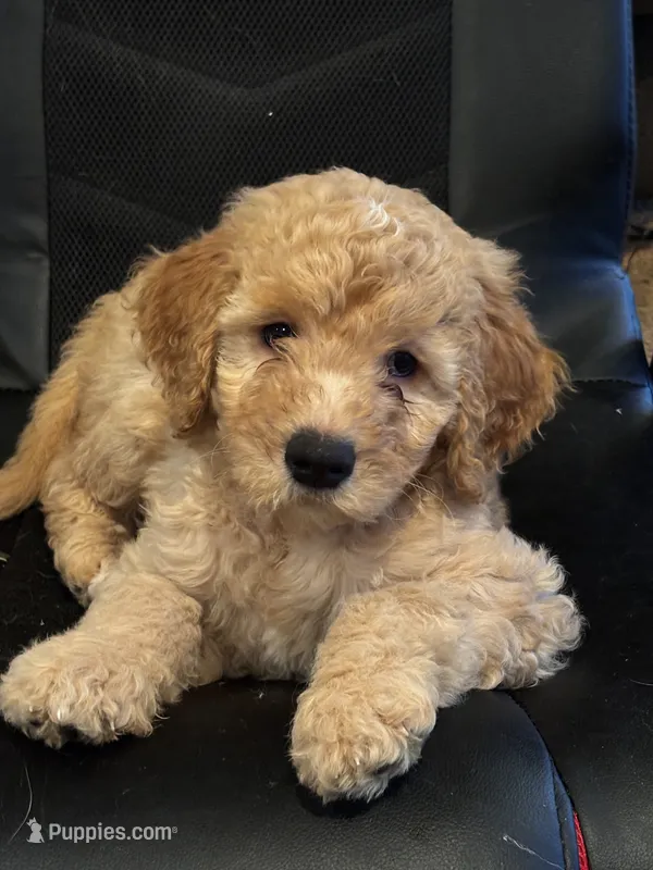 Duke – Goldendoodle puppy for sale in Warner Robins, GA