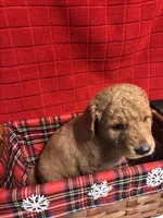 Rex, a male Goldendoodle for sale in Warner Robins, GA – 2 of 3