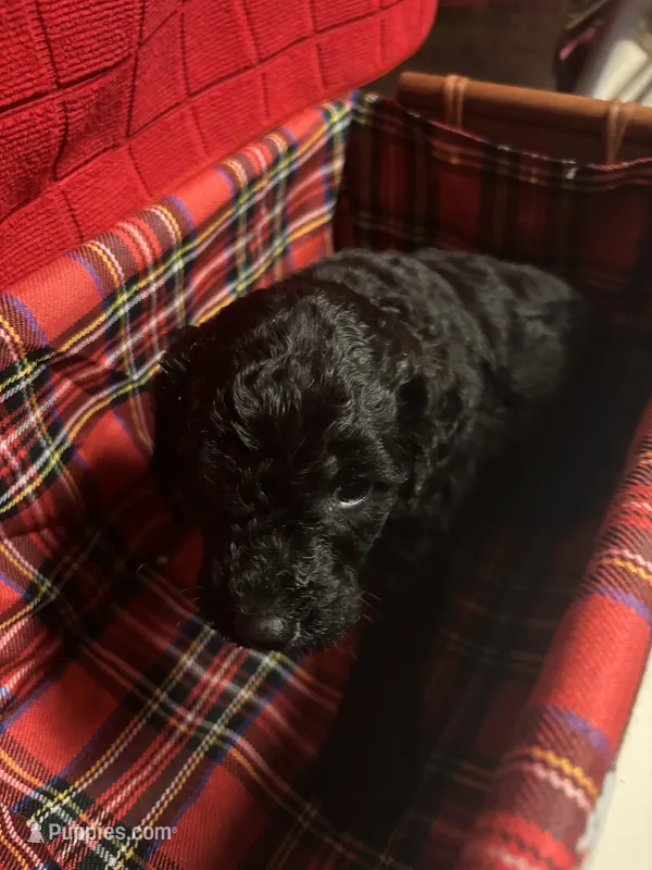 Ruth – Goldendoodle puppy for sale in Warner Robins, GA