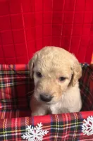 Bruce, a male Goldendoodle for sale in Warner Robins, GA – 1 of 3