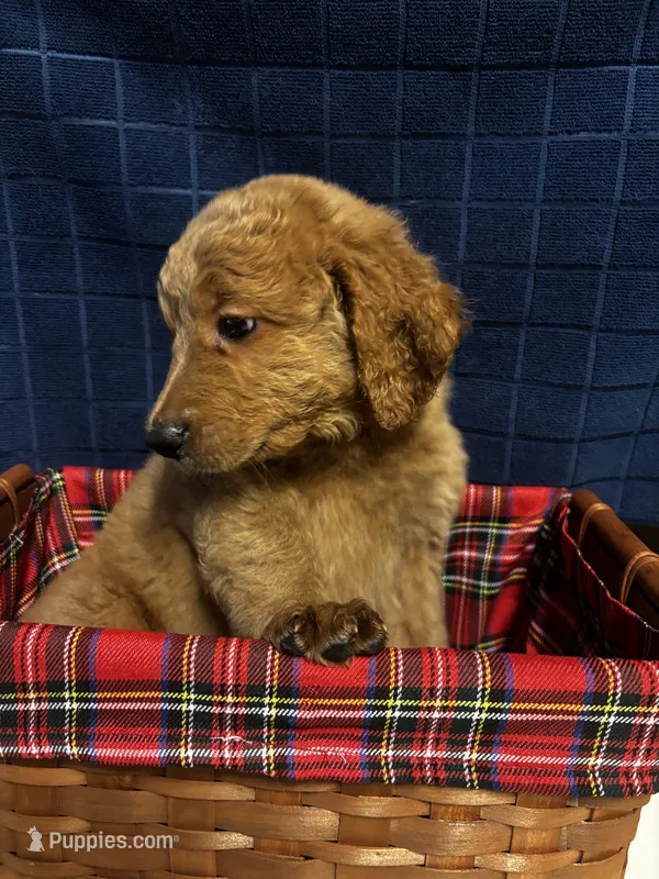 Rex – Goldendoodle puppy for sale in Warner Robins, GA