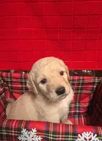 Bruce, a male Goldendoodle for sale in Warner Robins, GA – 3 of 3