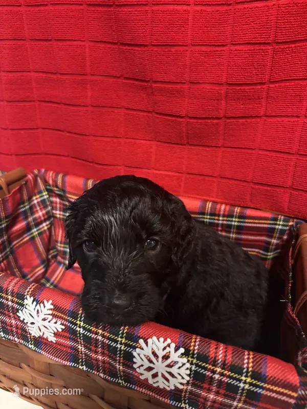 Jazz – Goldendoodle puppy for sale in Warner Robins, GA