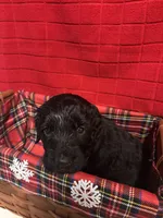 Jazz, a female Goldendoodle for sale in Warner Robins, GA – 1 of 3