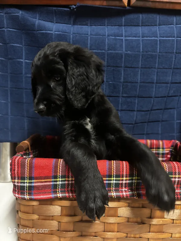 Baby – Goldendoodle puppy for sale in Warner Robins, GA