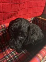 Ruth, a female Goldendoodle for sale in Warner Robins, GA – 2 of 3