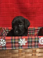 Jenny, a female Goldendoodle for sale in Warner Robins, GA – 2 of 3