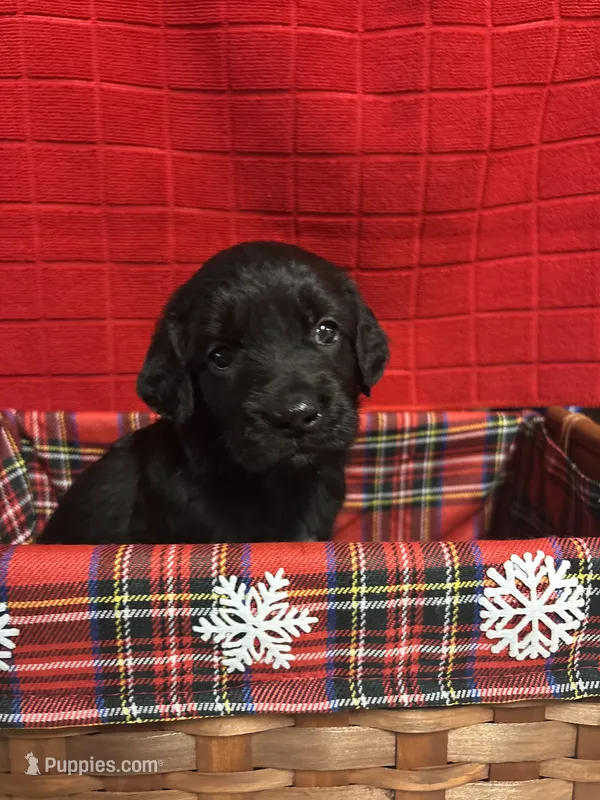 Jenny – Goldendoodle puppy for sale in Warner Robins, GA