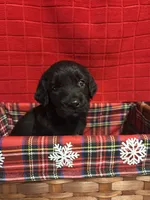 Jenny, a female Goldendoodle for sale in Warner Robins, GA – 1 of 3