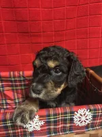 Patch, a male Goldendoodle for sale in Warner Robins, GA – 3 of 3