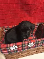 Jenny, a female Goldendoodle for sale in Warner Robins, GA – 3 of 3