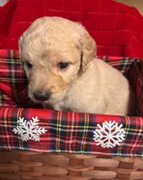 Bruce, a male Goldendoodle for sale in Warner Robins, GA – 2 of 3