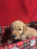 Duke, a male Goldendoodle for sale in Warner Robins, GA – 2 of 3