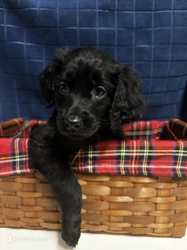 Jenny – Goldendoodle puppy for sale in Warner Robins, GA