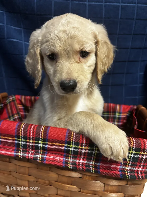 Bruce – Goldendoodle puppy for sale in Warner Robins, GA