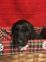 Jazz, a female Goldendoodle for sale in Warner Robins, GA – 2 of 3