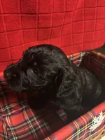 Jazz, a female Goldendoodle for sale in Warner Robins, GA – 3 of 3