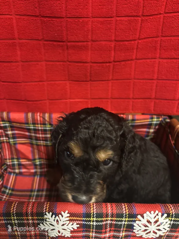 Patch – Goldendoodle puppy for sale in Warner Robins, GA