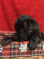 Baby, a female Goldendoodle for sale in Warner Robins, GA – 3 of 3
