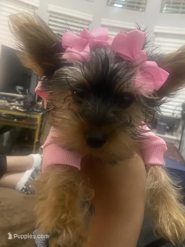 Star ⭐️  – Yorkshire Terrier puppy for sale in Chicago, IL