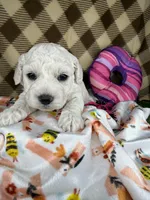 Peaches (mini F1B), a female Cockapoo for sale in Orlando, FL – Photo 3 of 3