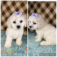 Peaches (mini F1B), a female Cockapoo for sale in Orlando, FL – Photo 2 of 3