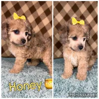 Honey (mini F1B), a female Cockapoo for sale in Orlando, FL – Photo 2 of 3