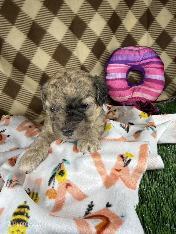 Honey – Cockapoo, Poodle - Toy  puppy for sale in Ocoee, FL