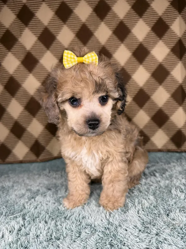 Honey (mini F1B) – Cockapoo puppy for sale in Orlando, FL