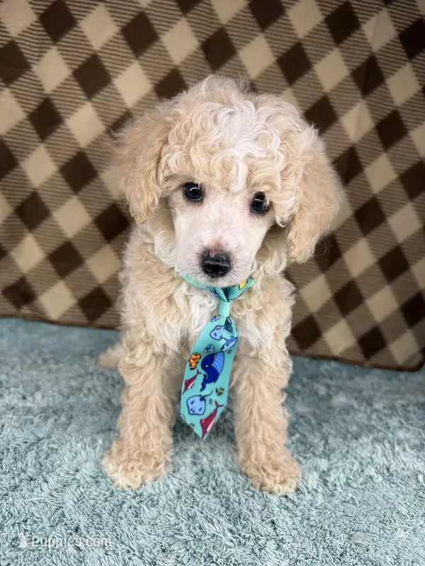 Prince (toy) – Poodle - Toy  puppy for sale in Orlando, FL