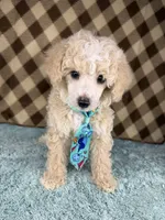 Prince (toy), a male Poodle - Toy  for sale in Orlando, FL – Photo 1 of 3