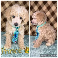 Prince (toy), a male Poodle - Toy  for sale in Orlando, FL – Photo 2 of 3