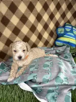Prince (toy), a male Poodle - Toy  for sale in Orlando, FL – Photo 3 of 3
