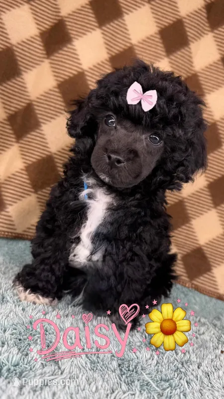Daisy (toy) – Poodle - Toy  puppy for sale in Orlando, FL