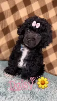 Daisy (Teacup), a female Poodle - Toy  for sale in Orlando, FL – 1 of 1