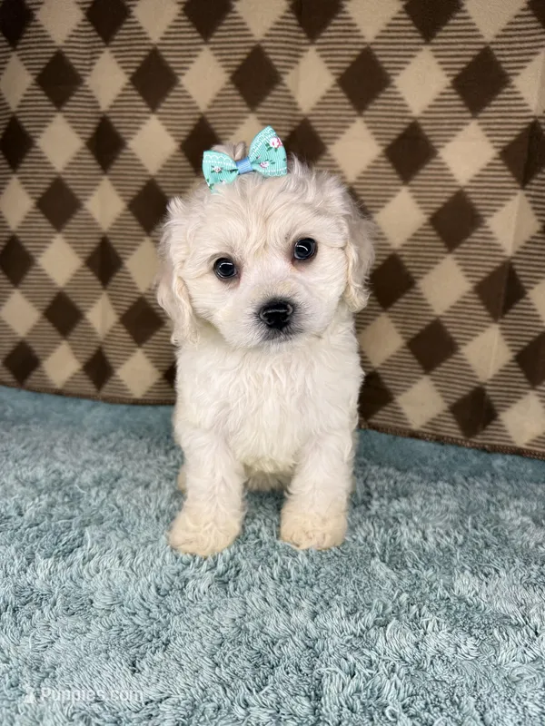Cupcake  (mini F1B) – Cockapoo puppy for sale in Orlando, FL