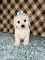 Cupcake  (mini F1B), a female Cockapoo for sale in Orlando, FL – Photo 1 of 3